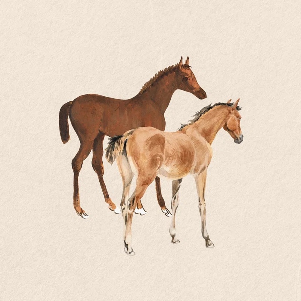 Meet your Posher, Tara